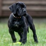 Rodeziya Cane Corso