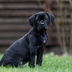Rodos-male-cane-corso-puppy-for-sale-1 (3)