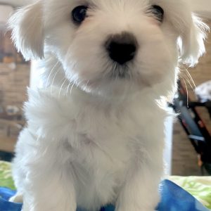 Roksolana Maltese