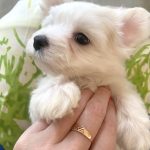 Roksolana-female-maltese-puppy-for-sale-1 (4)