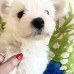 Roksolana-female-maltese-puppy-for-sale-1 (5)