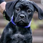 Rodos Cane Corso