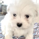Romy-female-maltese-puppy-for-sale-1 (1)