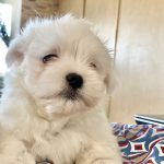 Romy-female-maltese-puppy-for-sale-1 (2)