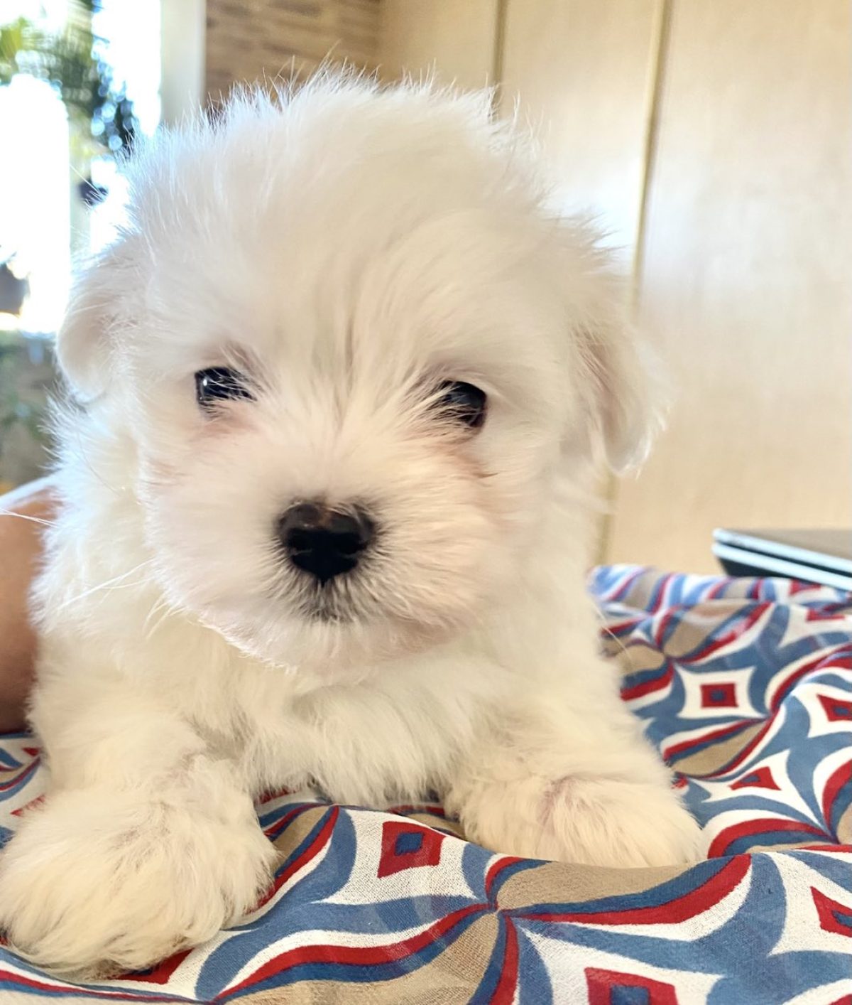 Maltese Pekingese Young Maltese Dog Mixed Pekingese Stock Photo
