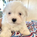 Romy-female-maltese-puppy-for-sale-1 (3)