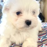 Romy-female-maltese-puppy-for-sale-1 (4)