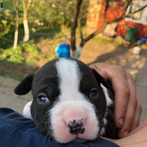 Ronna American Staffordshire Terrier