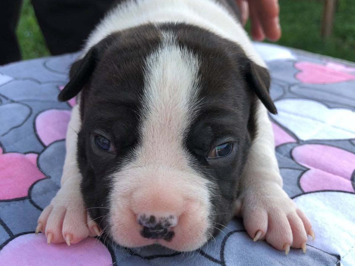 Puppies For American Staffordshire Terrier Breeder Near Me