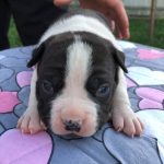 Ronna-female-American-Staffordshire-Terrier-puppy-for-sale-4