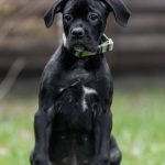Rodeziya Cane Corso