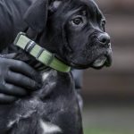 Ruanda-female-cane-corso-puppy-for-sale-1 (2)