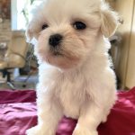 Romy Maltese