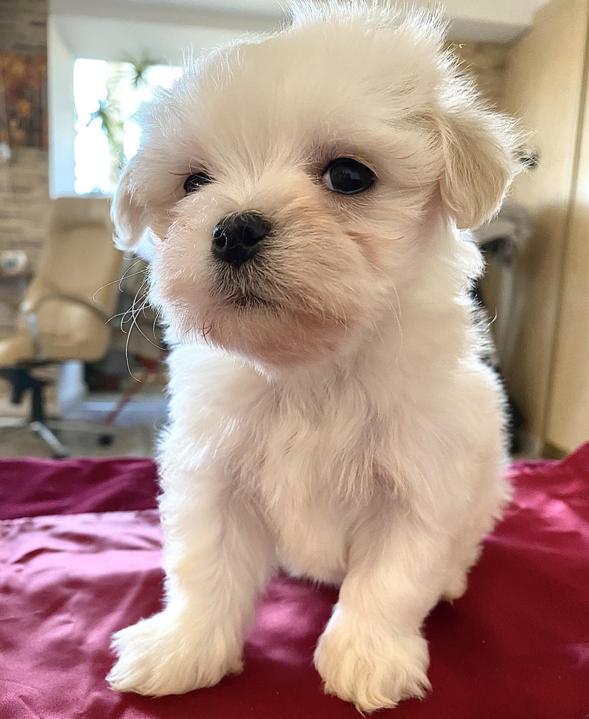 For Adoption Affordable Pets Near Me Available Puppies For