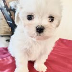 Ruta-female-maltese-puppy-for-sale-1 (2)