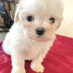 Ruta-female-maltese-puppy-for-sale-1 (3)