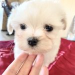 Ruta-female-maltese-puppy-for-sale-1 (4)