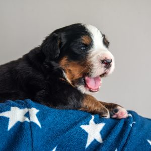 Sarge