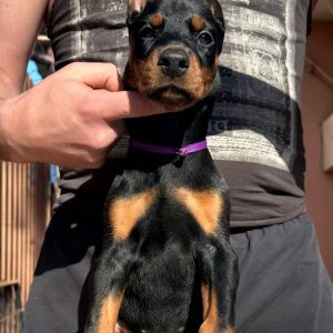 Scarlett Dobermann