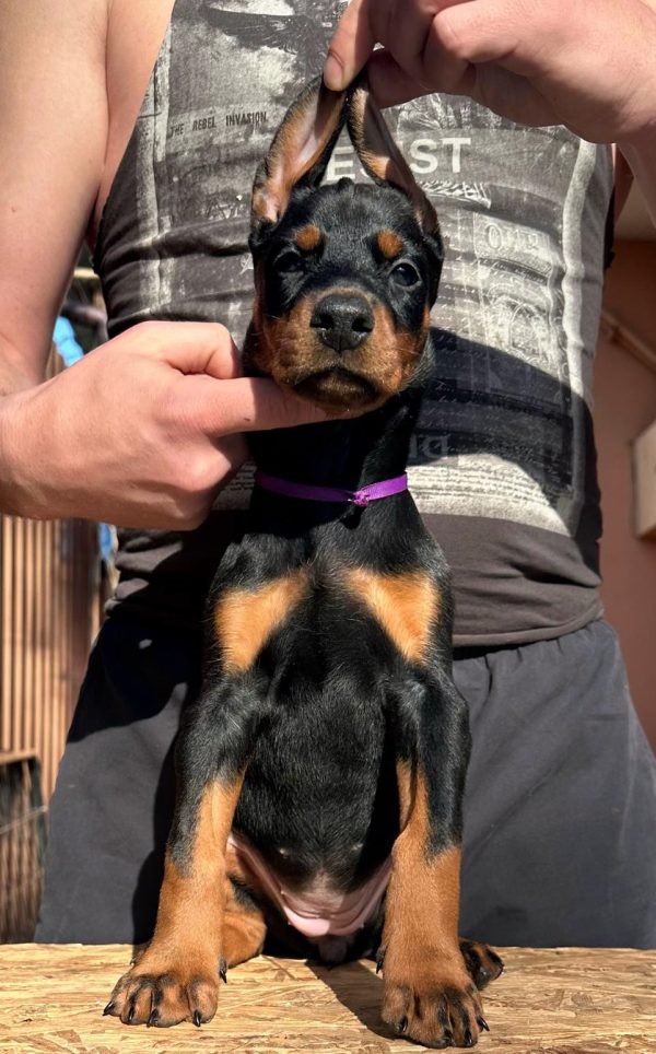 Scarlett Dobermann
