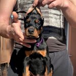 Simfoniya Dobermann