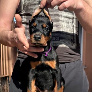 Scarlett Dobermann