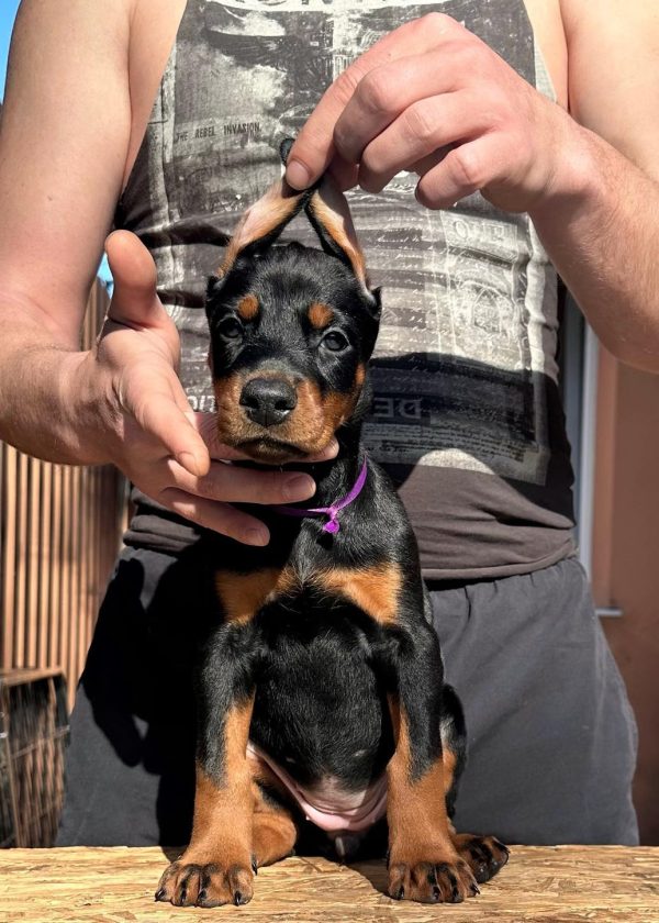 Scarlett Dobermann