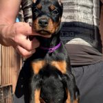 Scarlett-female-doberman-puppy-for-sale-1 (3)