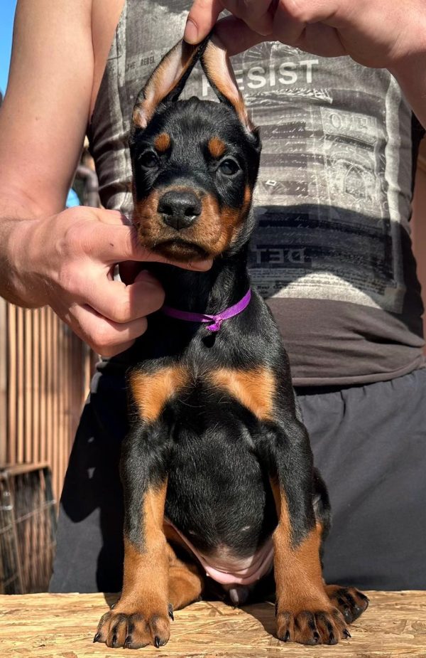 Scarlett Dobermann