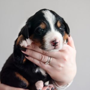 Scout