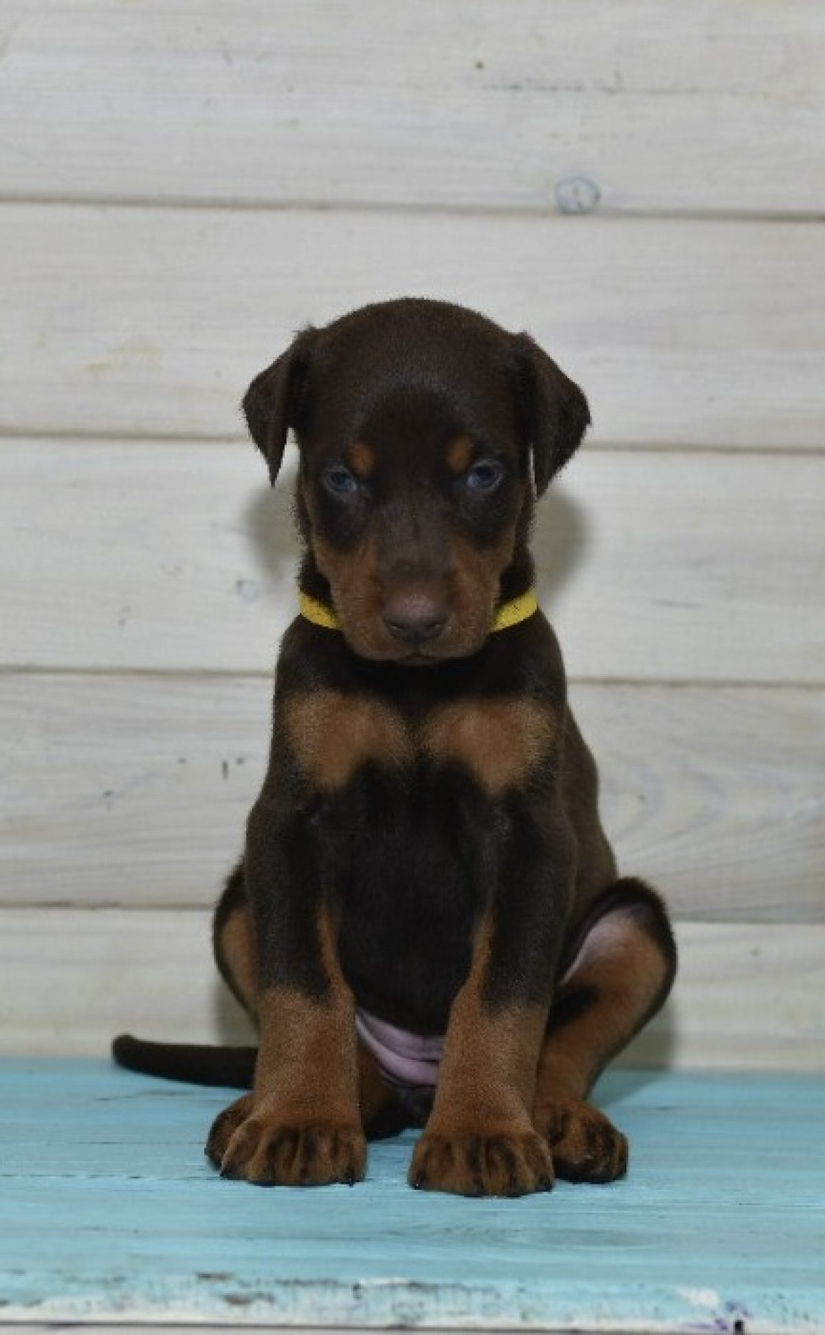 European Doberman Doberman Puppies Adoption Red Doberman Puppies