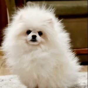 Semira Pomeranian
