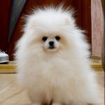 Semira-female-pomeranian-puppy-for-sale-1 (2)