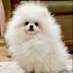 Semira-female-pomeranian-puppy-for-sale-1 (3)