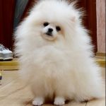 Semira-female-pomeranian-puppy-for-sale-1 (4)