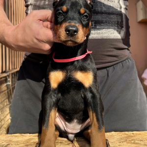 Simfoniya Dobermann