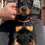 Simfoniya-female-doberman-puppy-for-sale-1 (2)