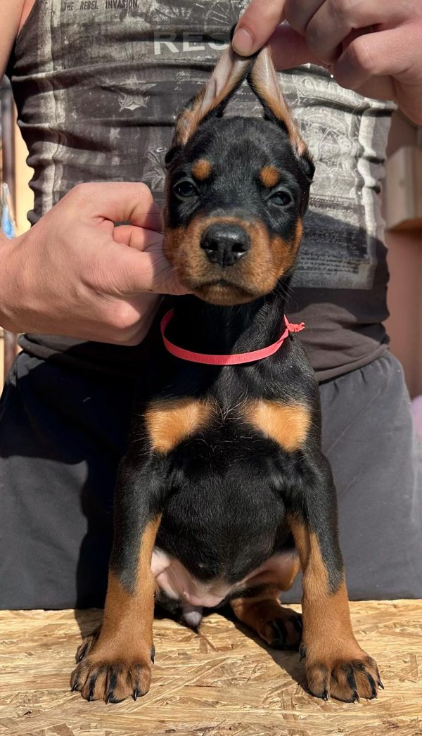 Simfoniya Dobermann
