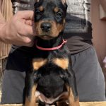 Simfoniya-female-doberman-puppy-for-sale-1 (3)