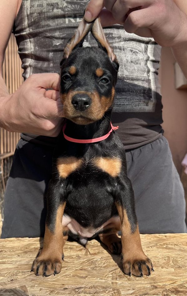 Simfoniya Dobermann