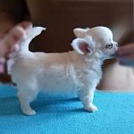 Simon-female-chihuahua-puppy-for-sale-1 (1)