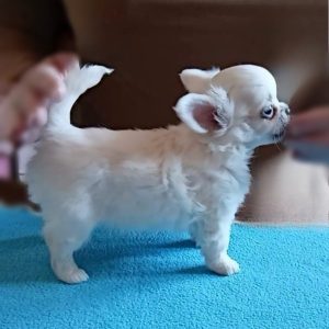 Simon Chihuahua