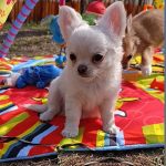 Simon-female-chihuahua-puppy-for-sale-1 (2)