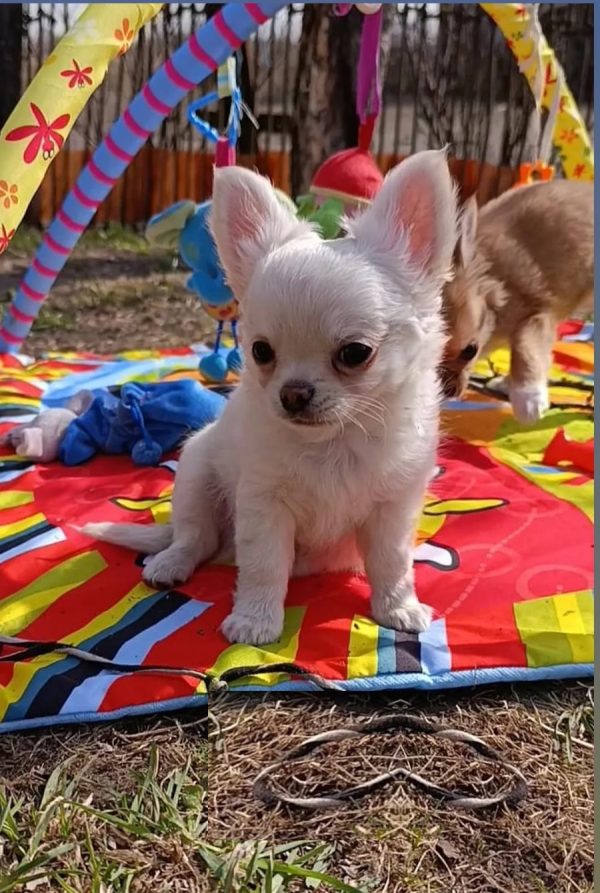 Simon Chihuahua