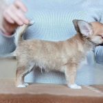 Simon Chihuahua