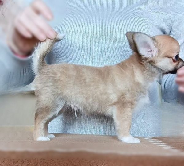 Skif Chihuahua