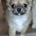 Skif-male-chihuahua-puppy-for-sale-1 (2)