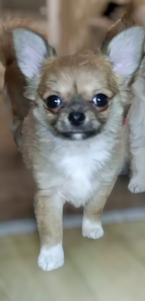 Skif Chihuahua