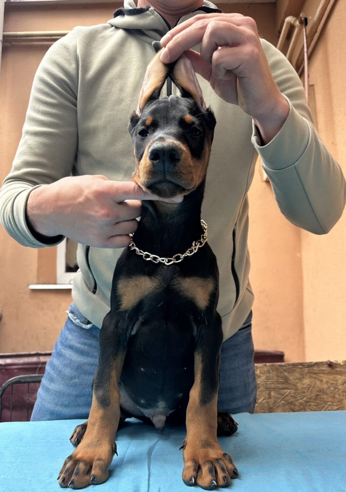 Doodleman Pinscher Doberman Poodle Labradoodle Doberman Poodle Mix Puppies Doodleman  Pinscher, image size:1200x1703