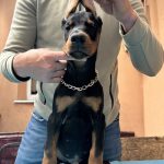Scarlett Dobermann